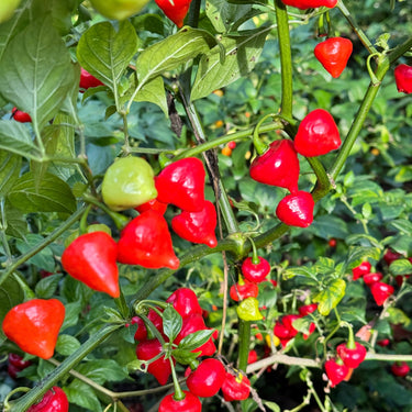 Biquinho x UFO - Seeds - The Pepper Pantry (Formerly Marie Sharp's)